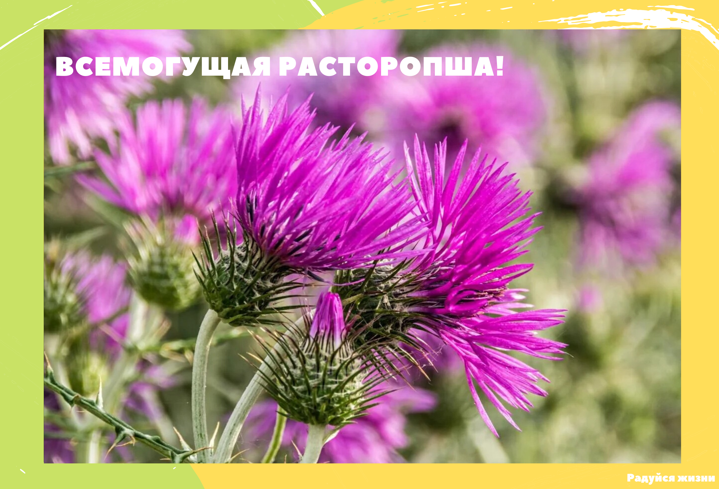 Расторопша